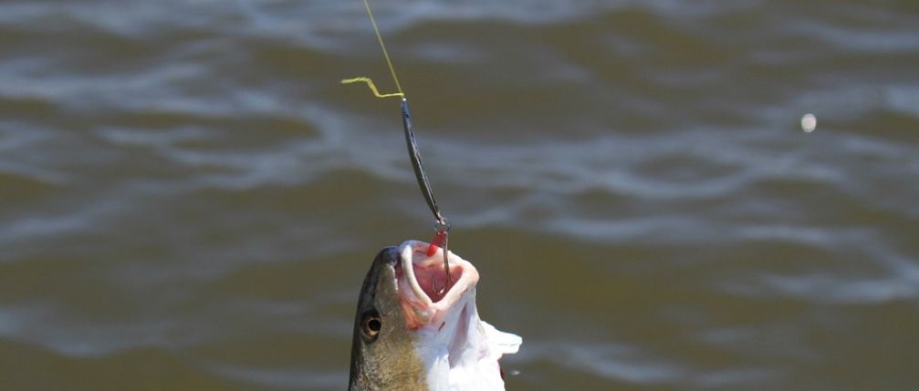 fish hanging with a fishing hook