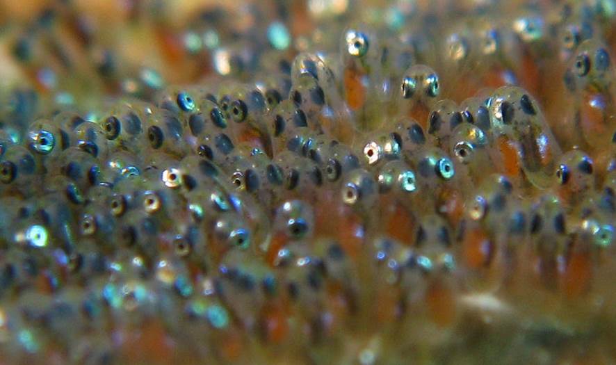 Image of Minnow fish eggs