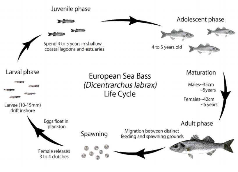 Life Cycle of Bass Fish
