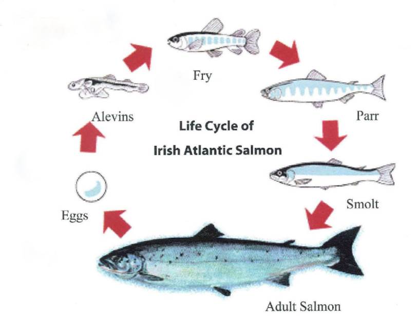 Life Cycle of Salmon Fish