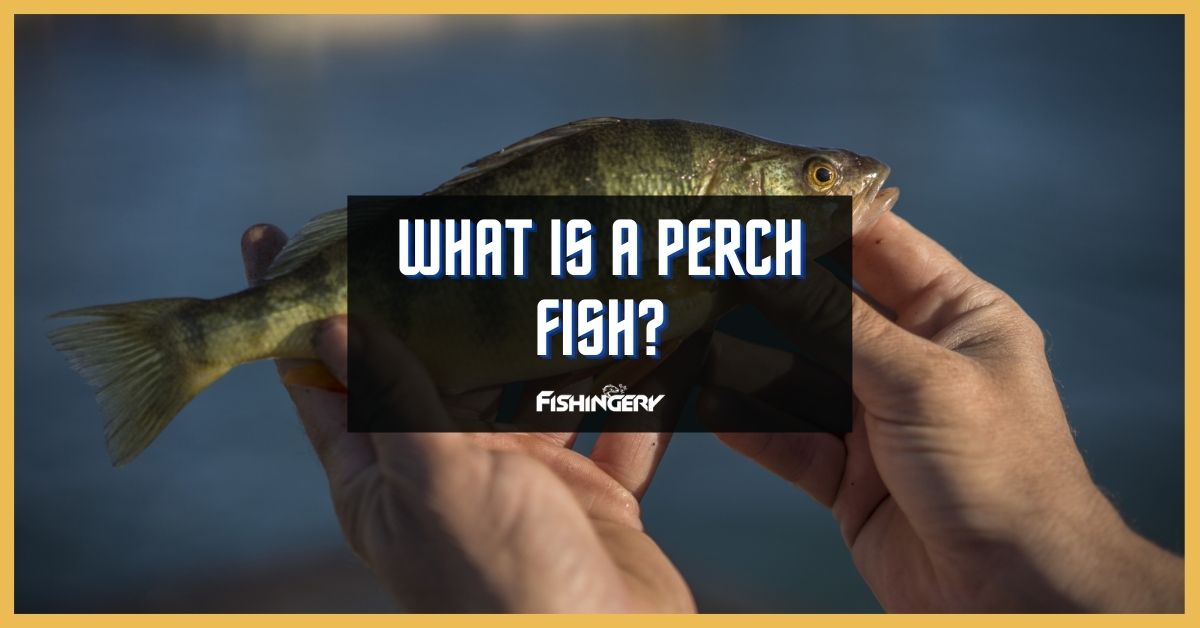 Perch Fish 101: How To Identify And Tips To Catch! - Fishingery