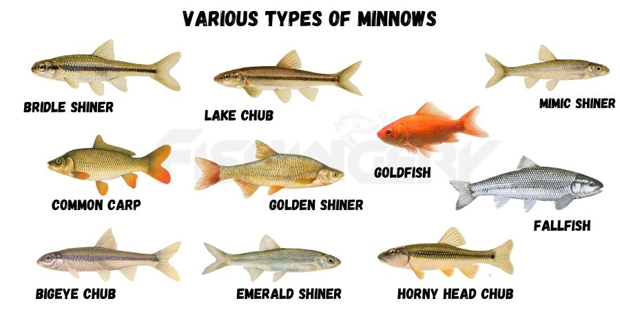 Showing the types of Minnow fishes