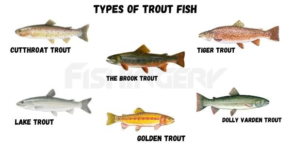 Types Of Trout Fish