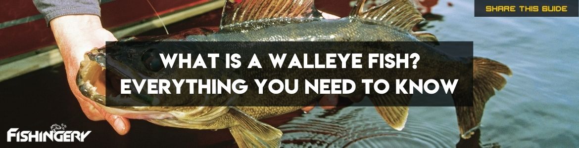 What is a Walleye FIsh