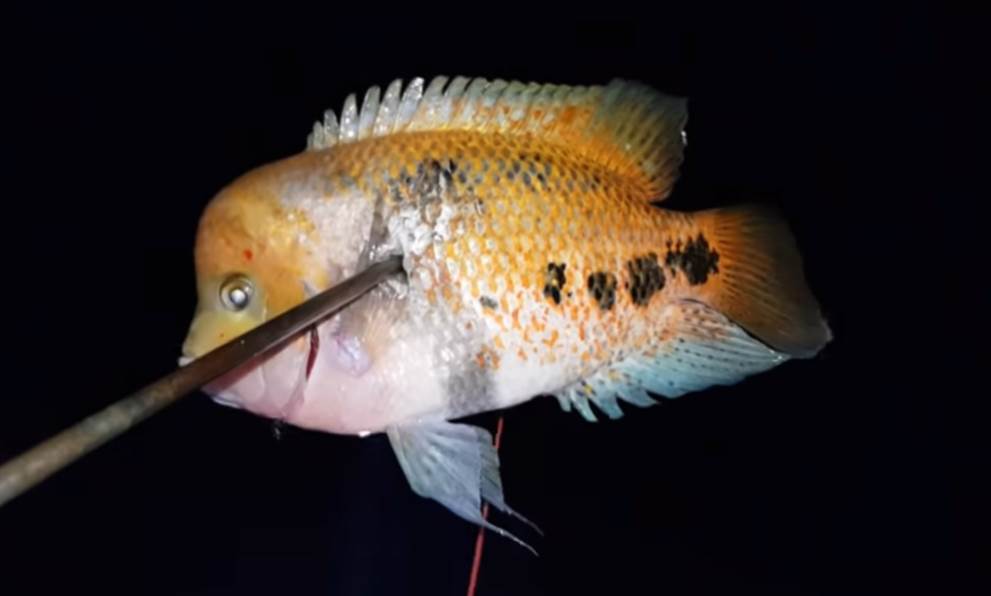 image of Mojarra Copetona Fish