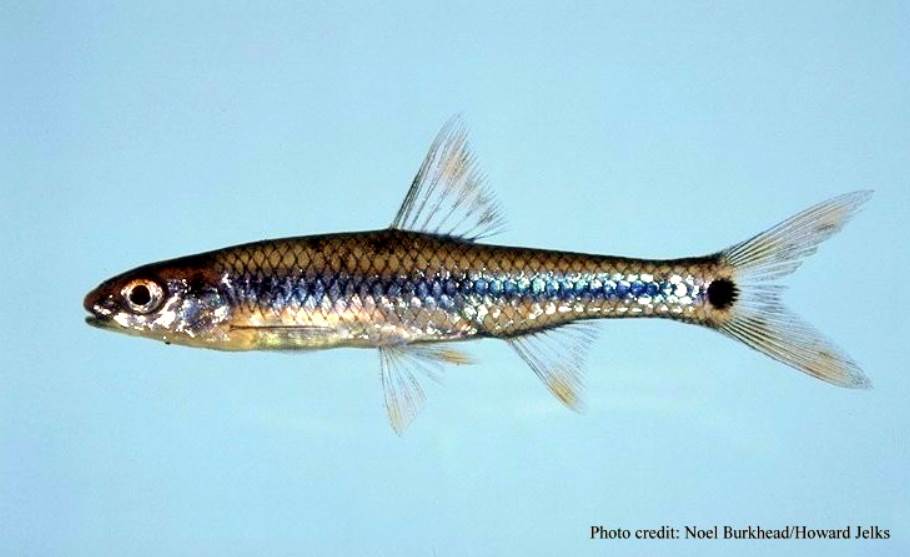 image of Shiner fish