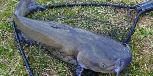 image of a catfish outside the water