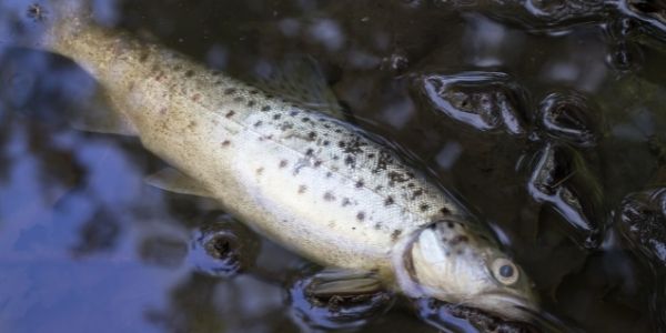 image of a dead trout fish
