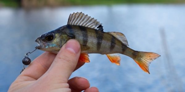 image of a person holding a small perch fish