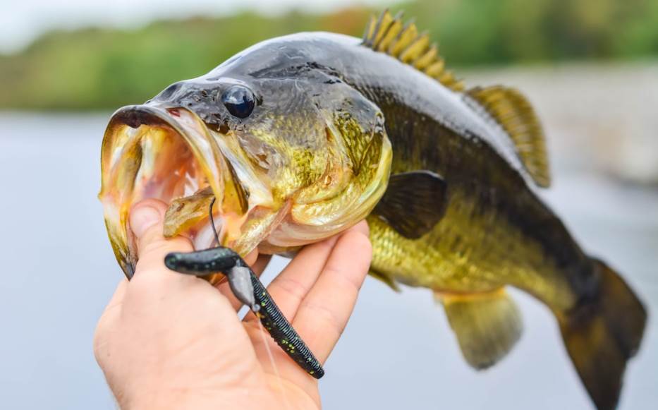 image of a person holding the bass fishing by its mouth