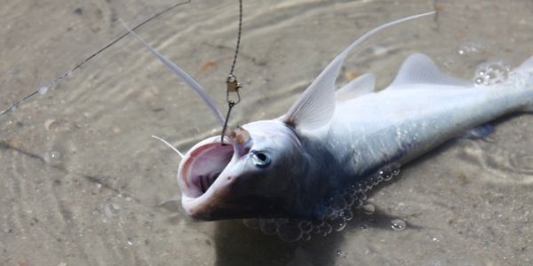 image of a small catfish stuck with a hook