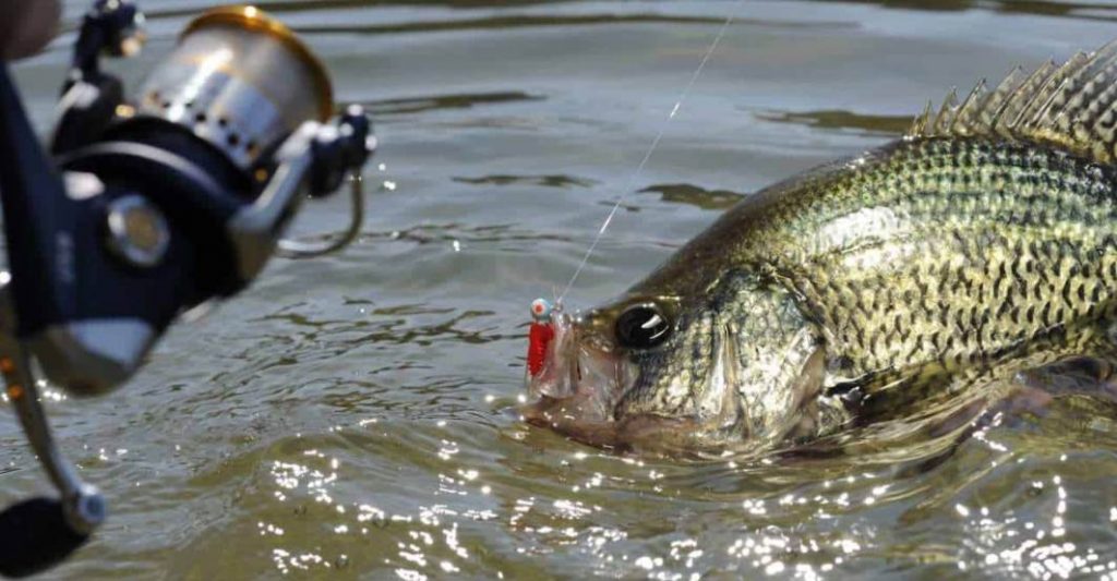 image of crappie fish caught with fishing rod