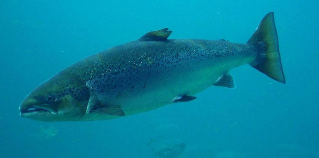 image of salmon fish in north atlantic