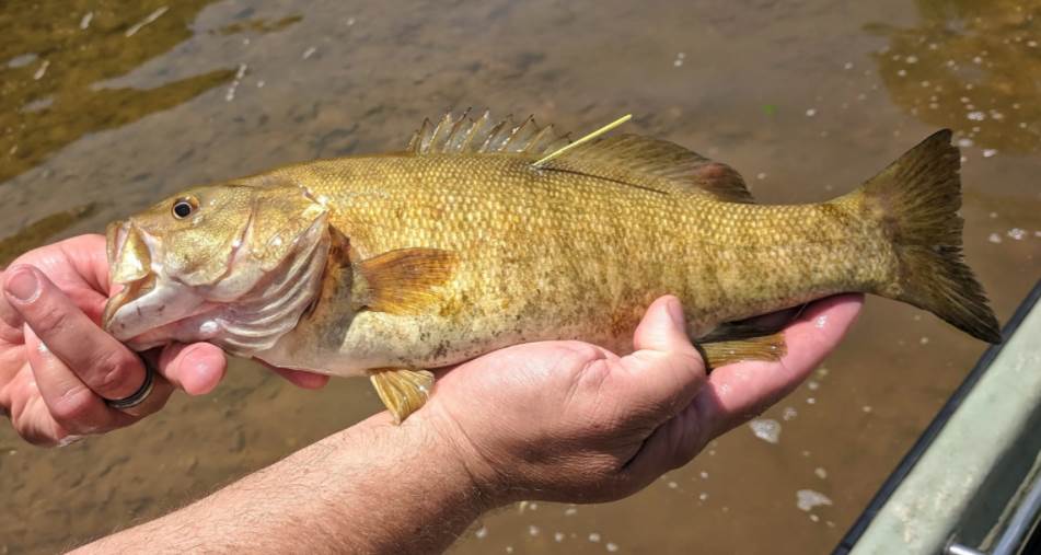 image of the Smallmouth Bass
