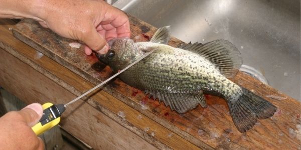 image of the person cutting the crappie fish