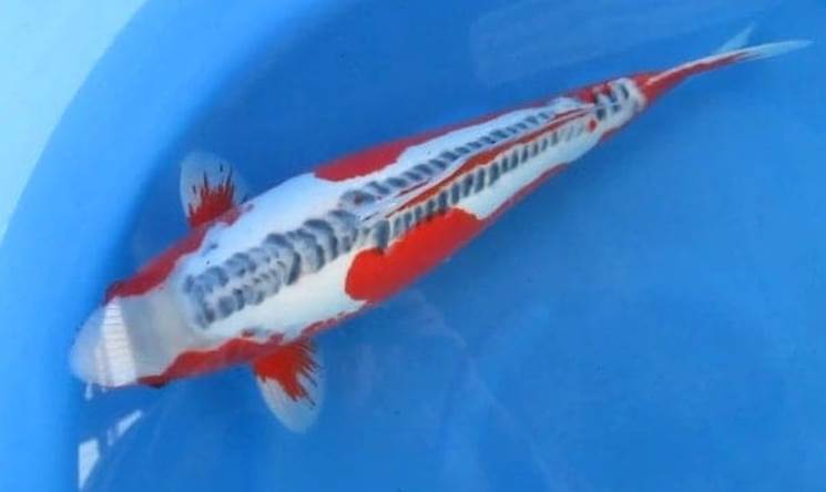 image of the shusui koi fish