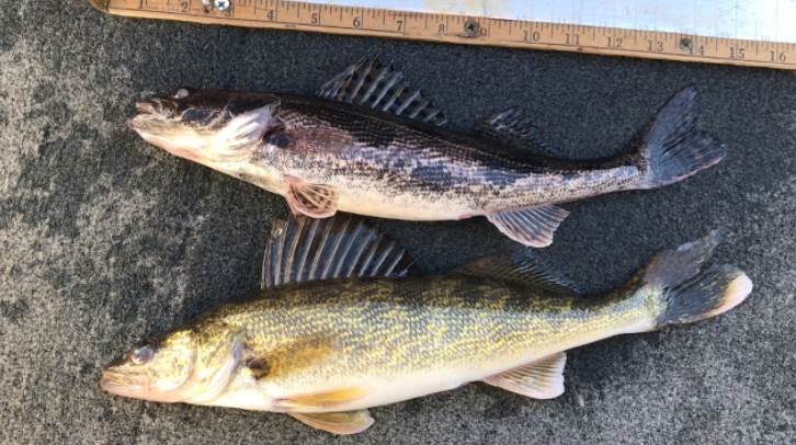 image of walleye and sauger fish