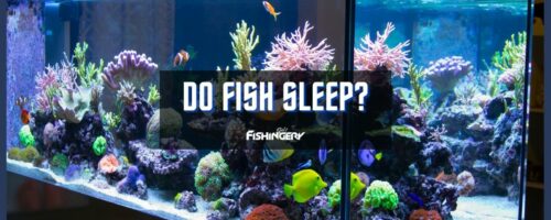 Do Fish Sleep? How Long Do Fish Sleep For? (Answered)