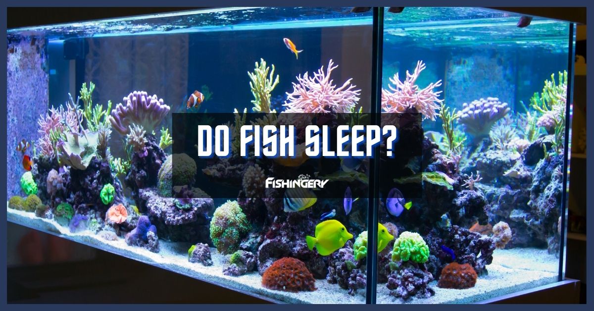 Do Fish Sleep
