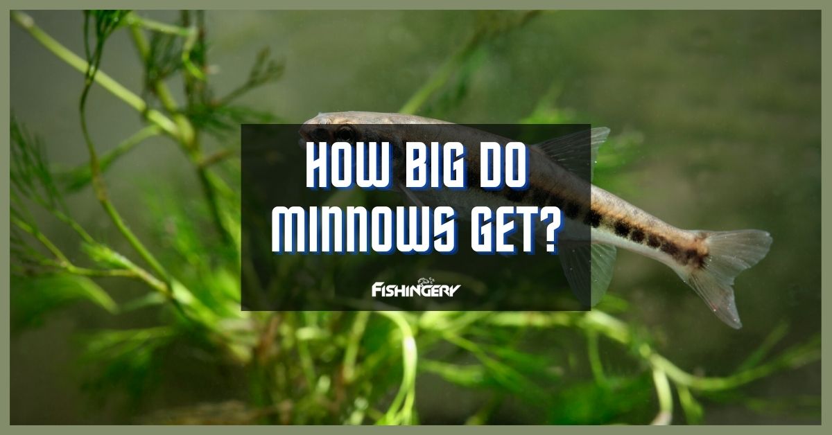 How Big Do Minnows Get