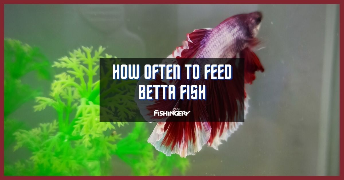 How Often Do You Feed A Betta Fish