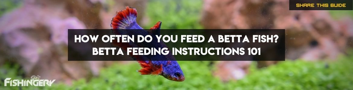 how often to feed betta fish