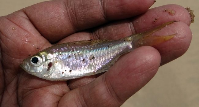 image of a Shiner Minnow