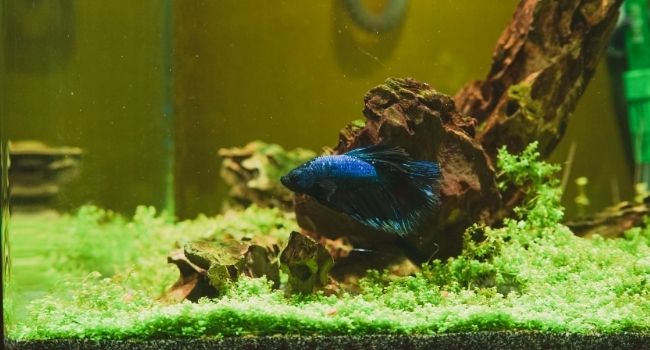 image of a blue betta fish in tank