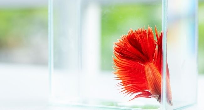 image of a orange betta fish in the tank