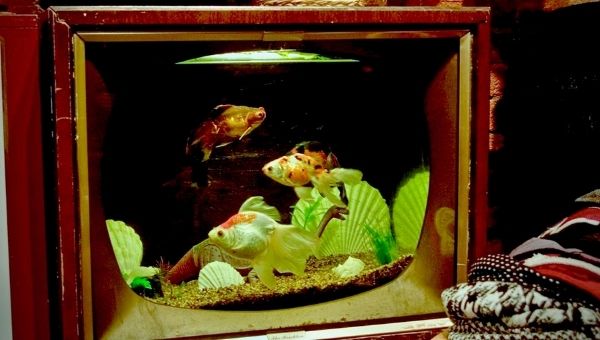 An OLD TV Made Fish Tank