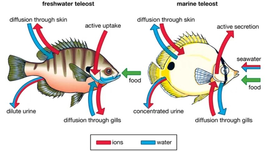 Anatomy Of A Typical Fish