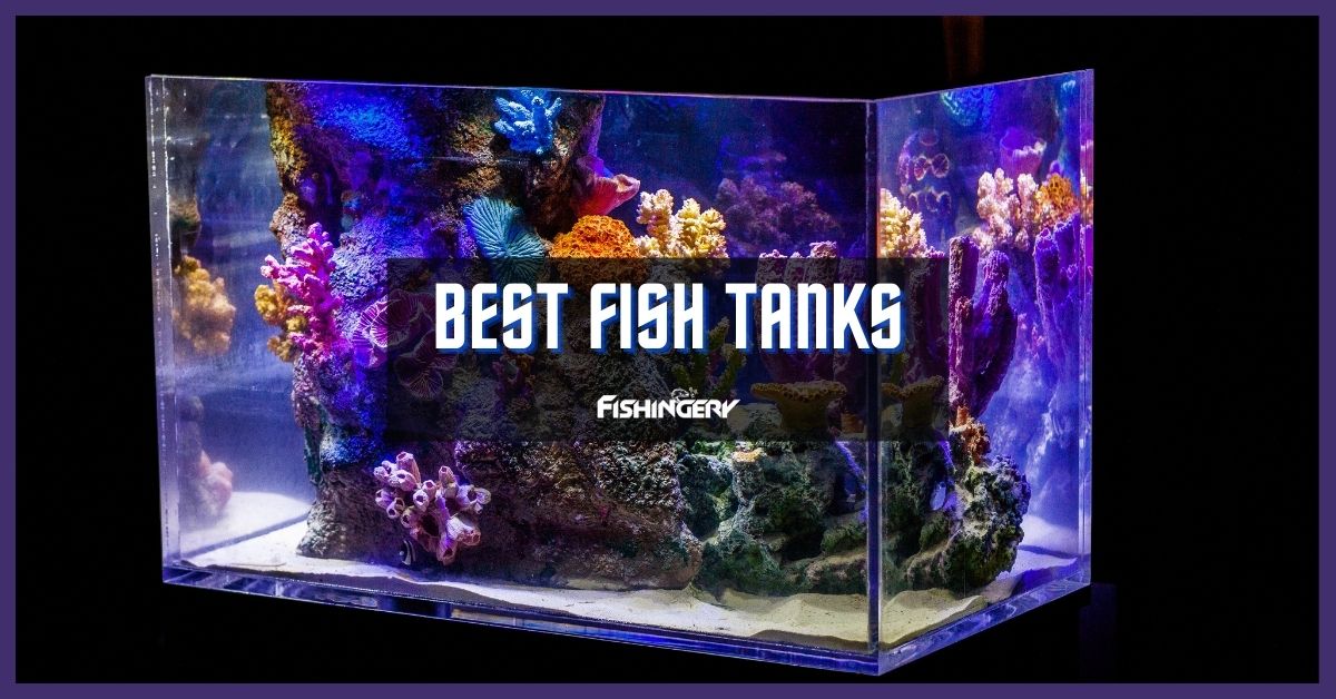 Best Fish Tanks