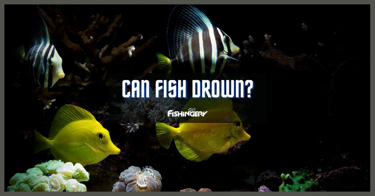 Can Fish Drown