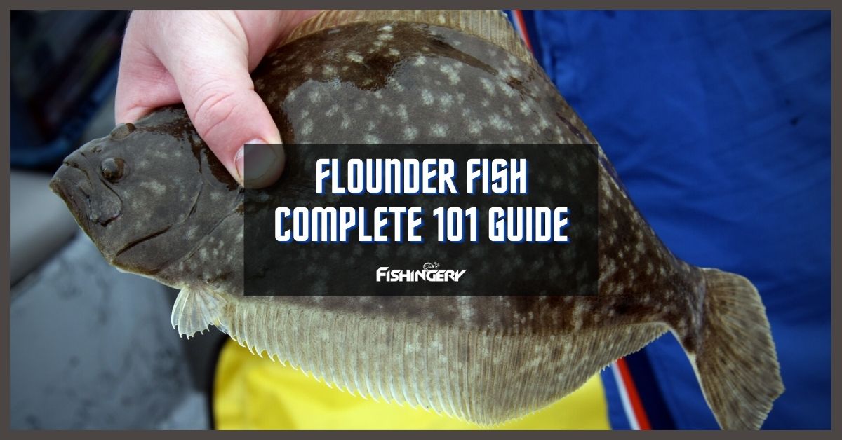 Flounder Fish
