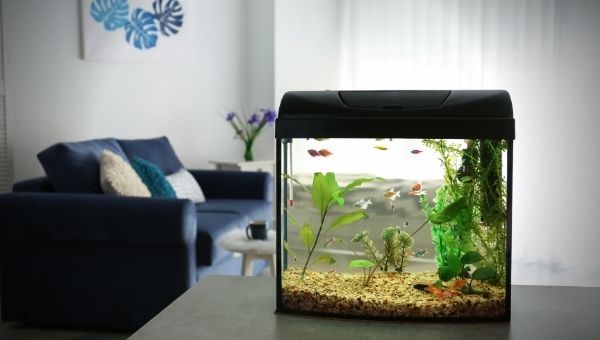 Freshwater Fish Tank