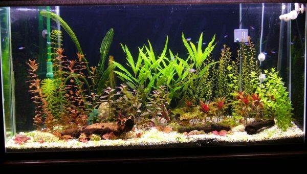 Garden In Fish Tank