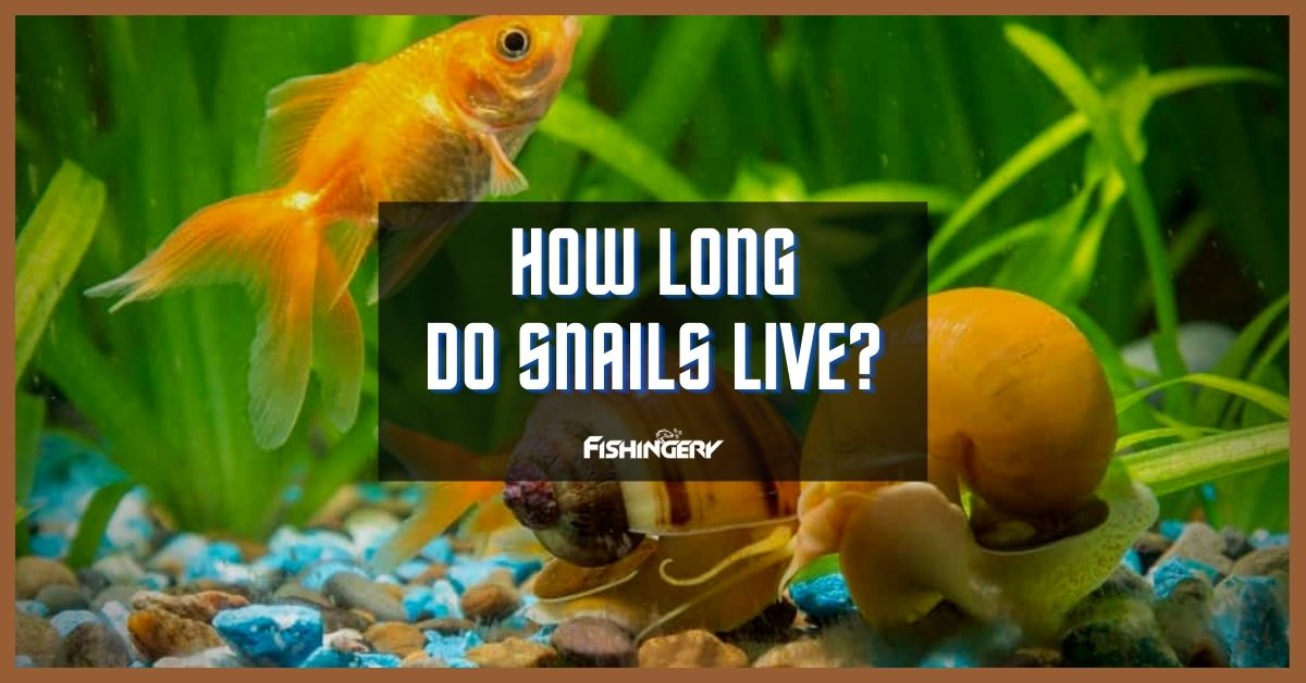 How Long Do Snails Live