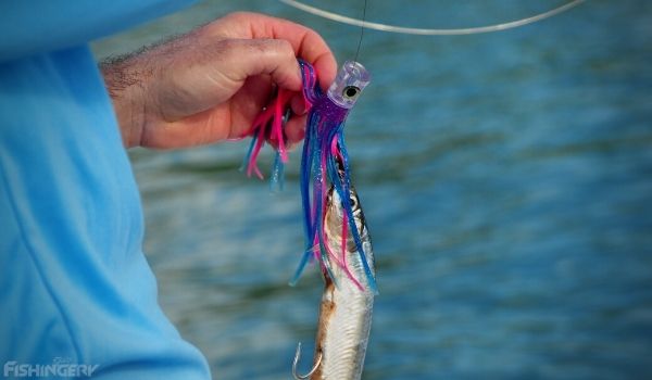 How to catch ballyhoo fish