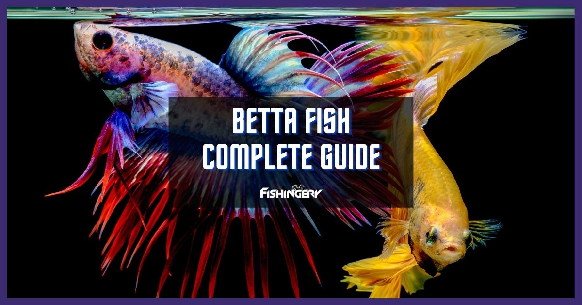 The Betta Fish