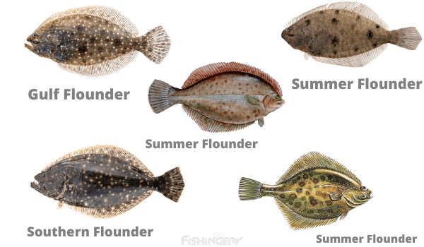 The Flounder Fish Varieties Discovered
