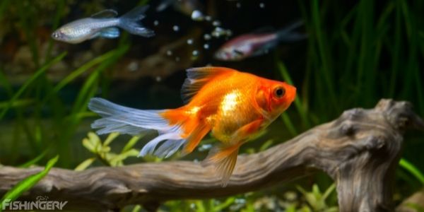 goldfish pet fish