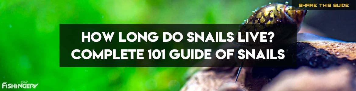 how long do snails live for