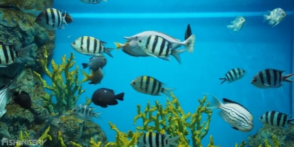 image of a fish tank with black stipes fish