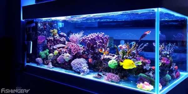 image of a giant fish tank with different fish
