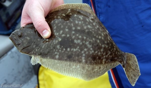 image of a person holding flounder fish