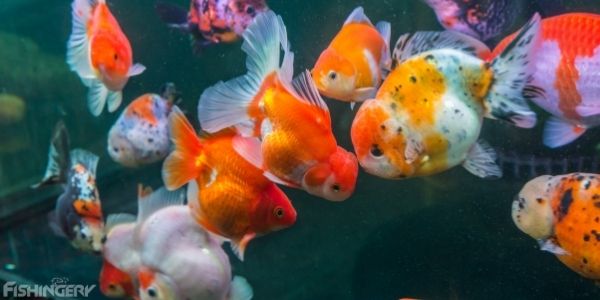 image of an aquarium filled with goldfish