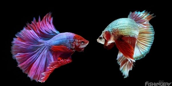 image of betta fishes