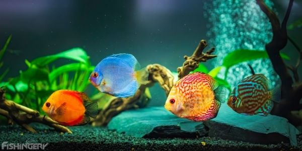 image of four colorful fish in tank