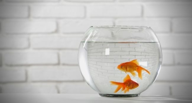 image of goldfish in fish bowl