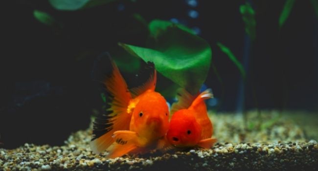 image of two goldfish in aquarium